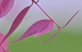 Pink Leaves Plant