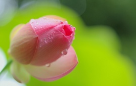 Pink Lotus Flower On Drops