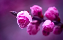 Pink Rose Branch Blurred