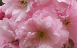 Pink Spring Flower