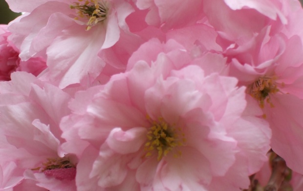 Pink Spring Flower
