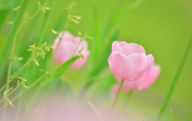 Pink Tulip Bud Flower Plants