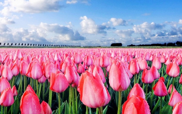 Pink Tulips (click to view)