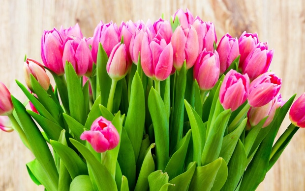 Pink Tulips Flowers (click to view)
