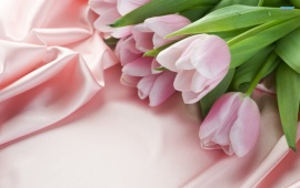 Pink Tulips on Pink Cloth