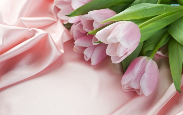 Pink Tulips on Pink Cloth (click to view)