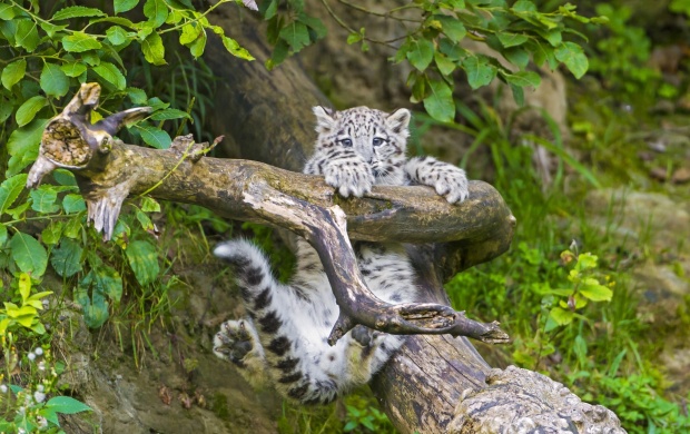 Playing Little Leopard (click to view)