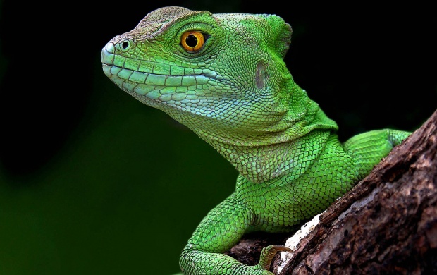 Plumed Basilisk (click to view)