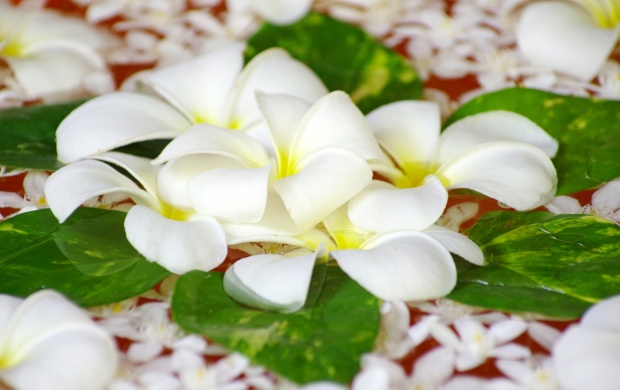 Plumeria Flowers In Water (click to view)