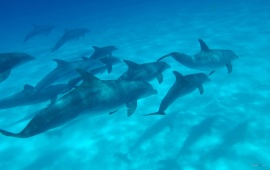 Pod Of Dolphins