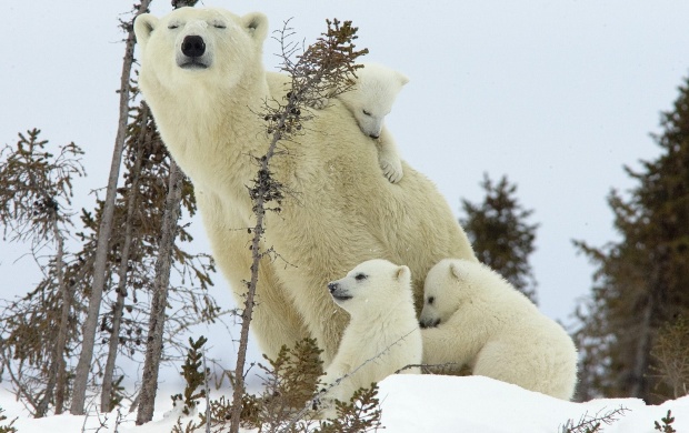 Polar Bear and Cubs (click to view)