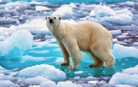 Polar Bear On Snow