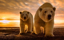 Polar Bear Sunset