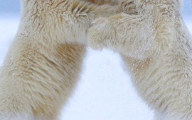 Polar Bears Quarrel