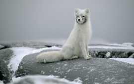 Polar Fox On Stones