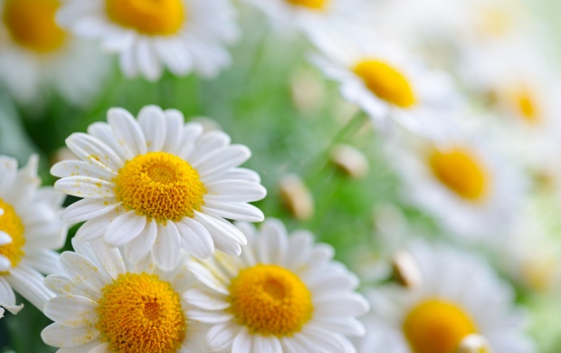 Pollen On Daisy Flower (click to view)