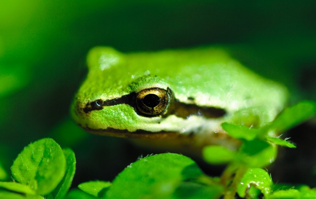 Pond Frog And Green Leaves (click to view)