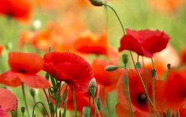 Poppies Petals And Flowers