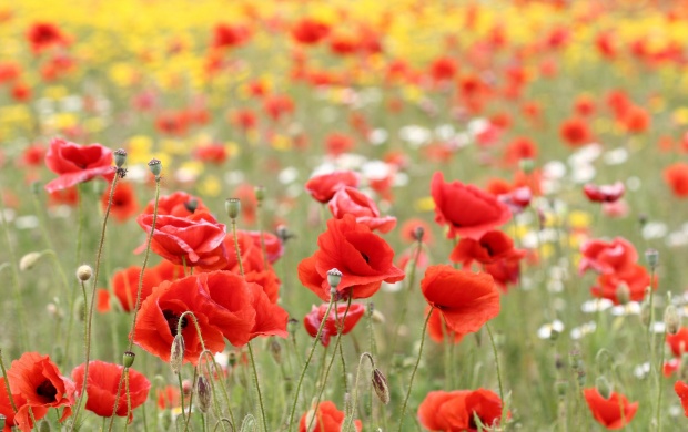 Poppy Flowers Fields (click to view)