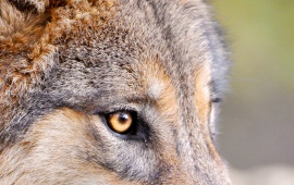 Predator Wolf Face