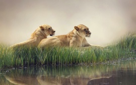 Predators Female Lions At Lake