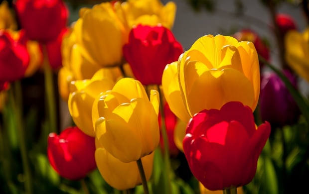 Pretty Close-Up Tulips Flowers (click to view)