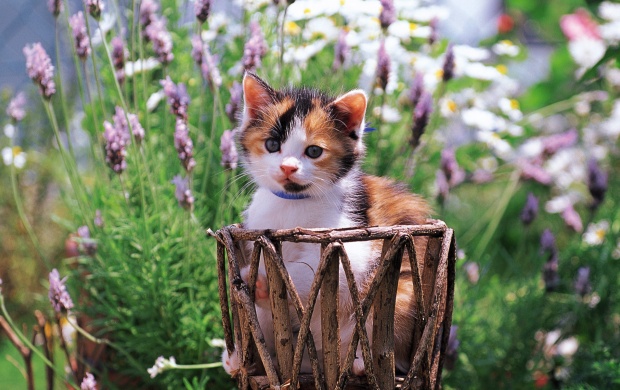Pretty Kitten (click to view)