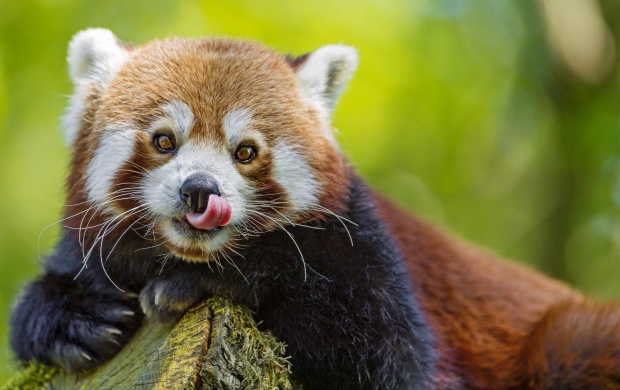 Pretty Red Panda Posing (click to view)