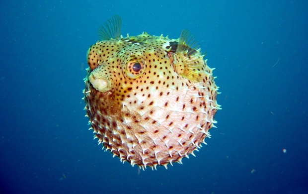 Puffer Fish (click to view)