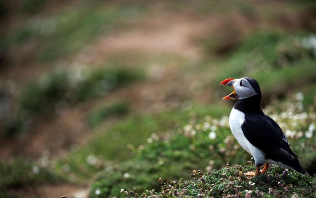 Puffin Bird Calling (click to view)