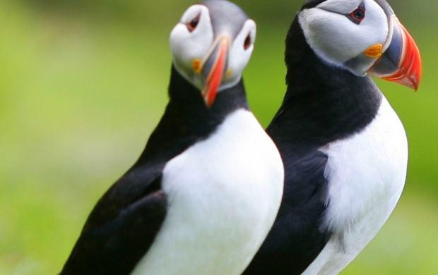 Puffin Couple (click to view)