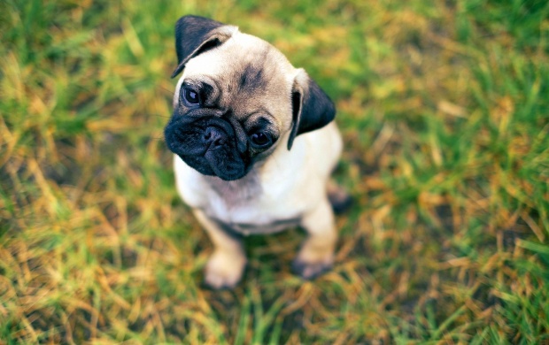 Pug Puppies