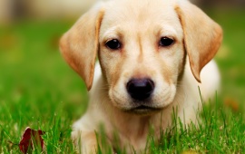 Puppy Dog Grass