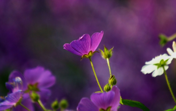 Purple Anode Flowers