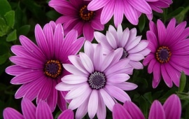 Purple Chrysanths