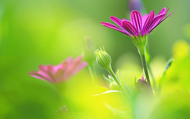 Purple Daisy (click to view)