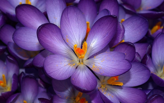 Purple Flowers (click to view)