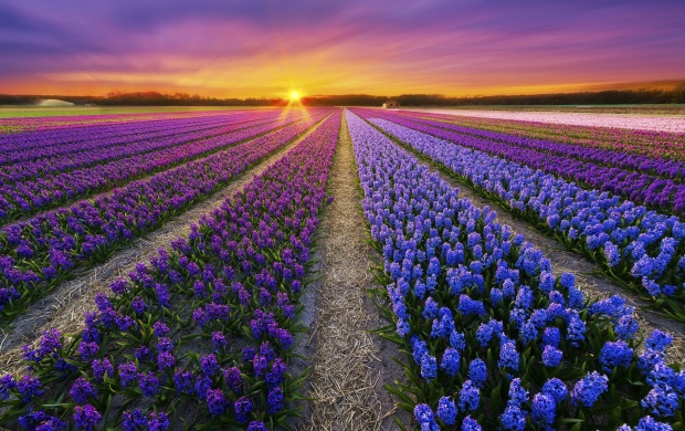 Purple Flowers Field At Sunset