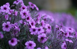 Purple Flowers Petals Meadow