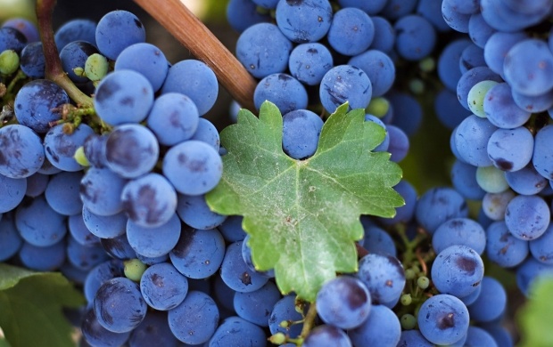 Purple Grapes and Vine Leaf (click to view)