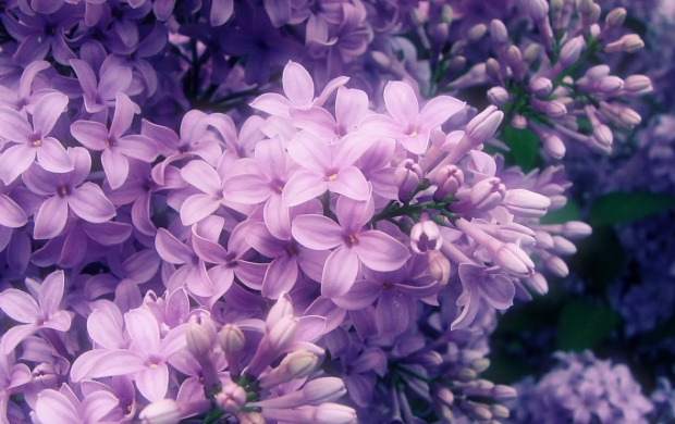 Purple Lilac Flowers (click to view)