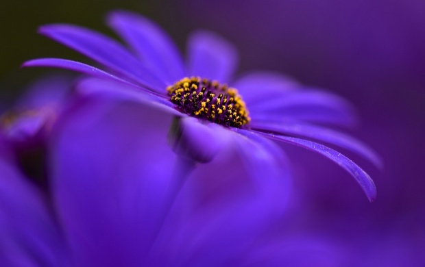 Purple Petals Flower Background