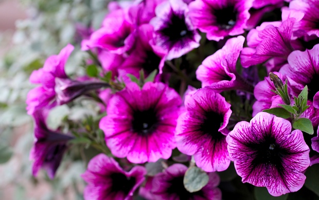 Purple Petunias (click to view)