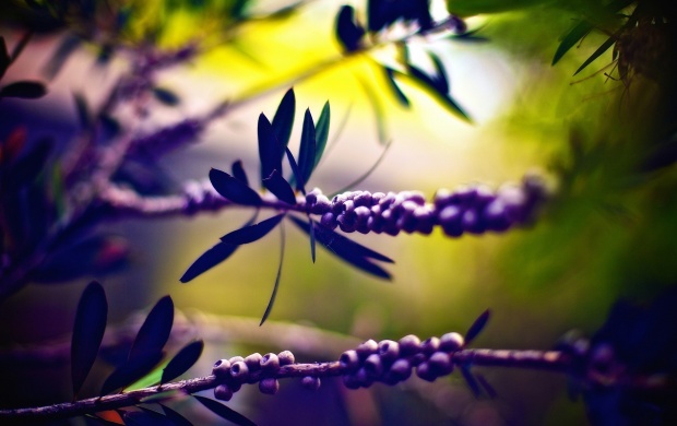 Purple Plants (click to view)