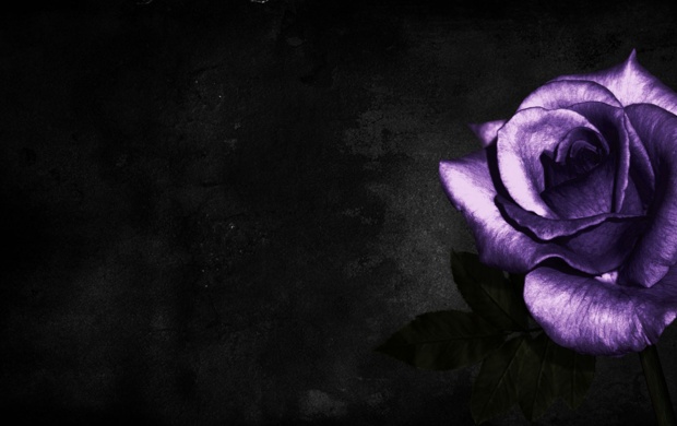 Purple Rose on Black Background