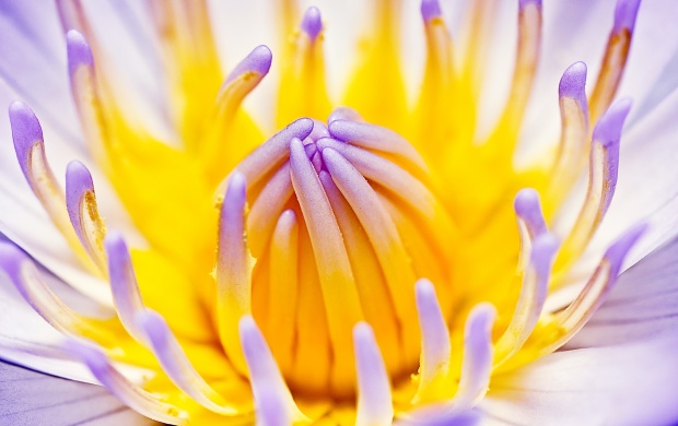 Purple Water Lily (click to view)