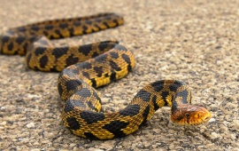 Pythons Snake