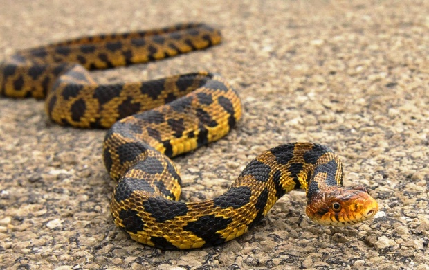 Pythons Snake (click to view)