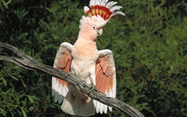 Queen Parrot