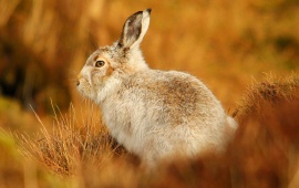 Rabbit At Grass Blur